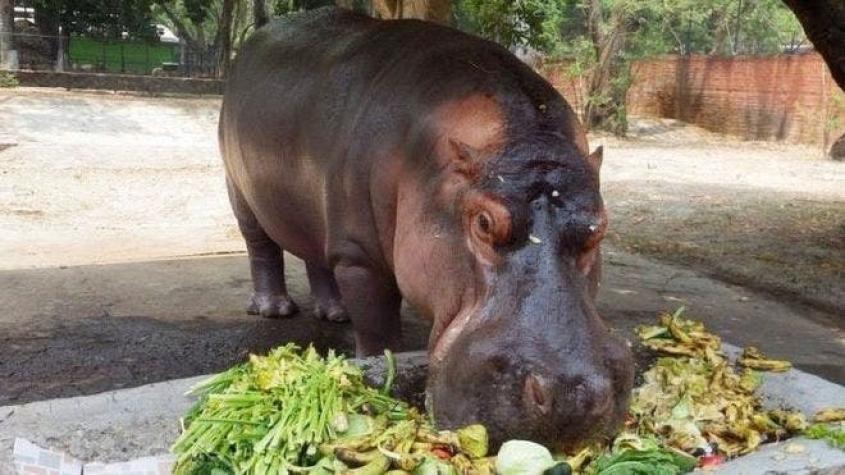 La agonía de Gustavito, el hipopótamo de El Salvador que murió en "cobarde e inhumano" ataque