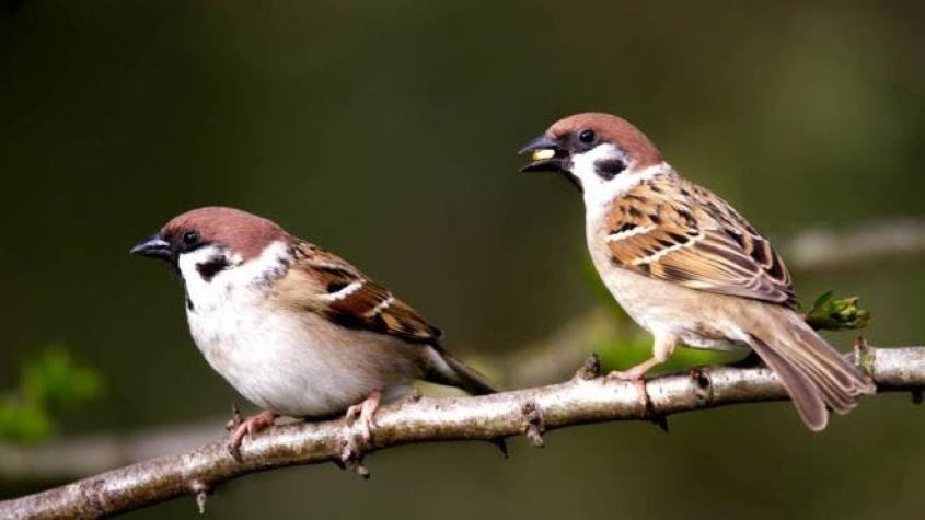 Cómo ver aves cerca de tu casa puede mejorar tu salud mental