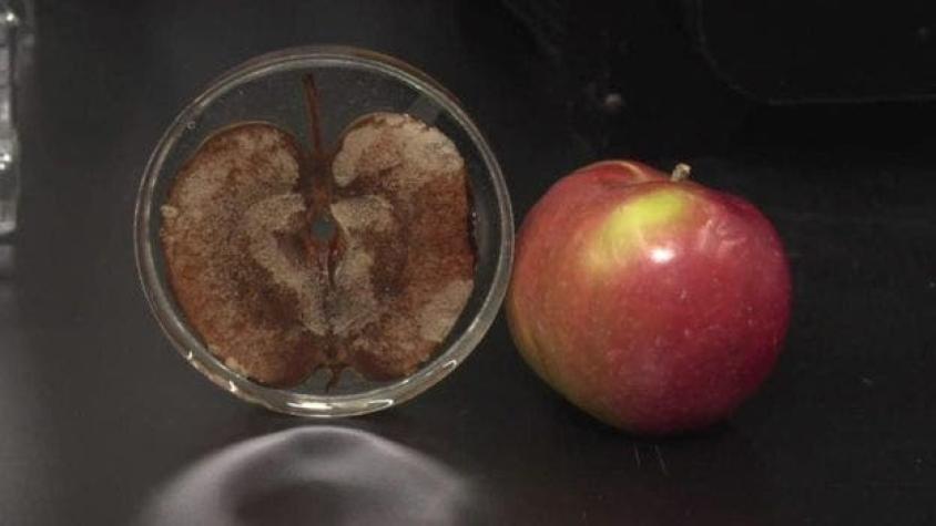 La innovadora forma de hacer crecer tejido humano en manzanas