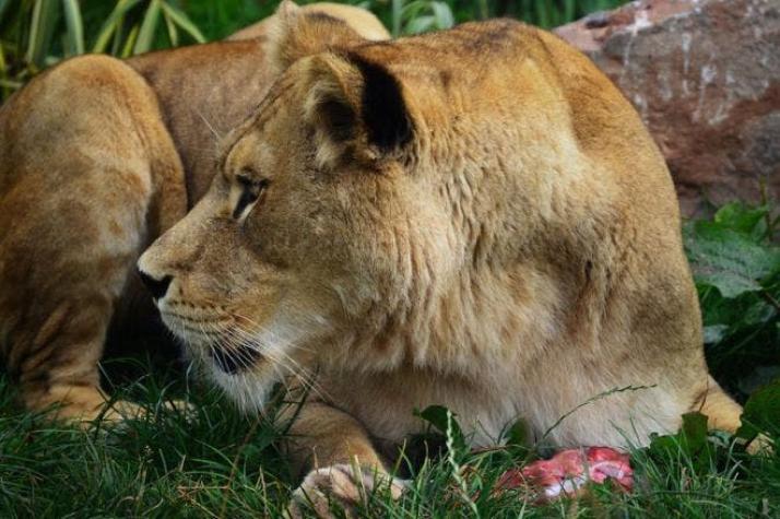 500 animales muertos en 4 años: ¿es éste el peor zoológico del mundo?