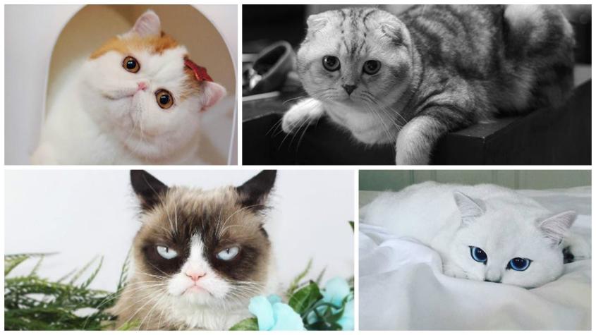 Tiernos y con un brillante pelaje: Conoce los 10 gatos más famosos en Instagram
