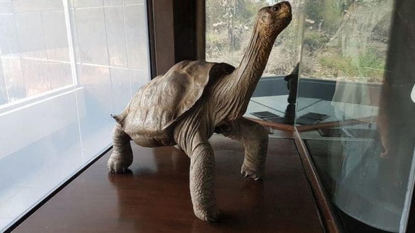 El regreso a Ecuador del "solitario Jorge", la tortuga símbolo de las Galápagos