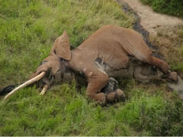 Cazadores furtivos matan al icónico elefante Satao II en Kenia