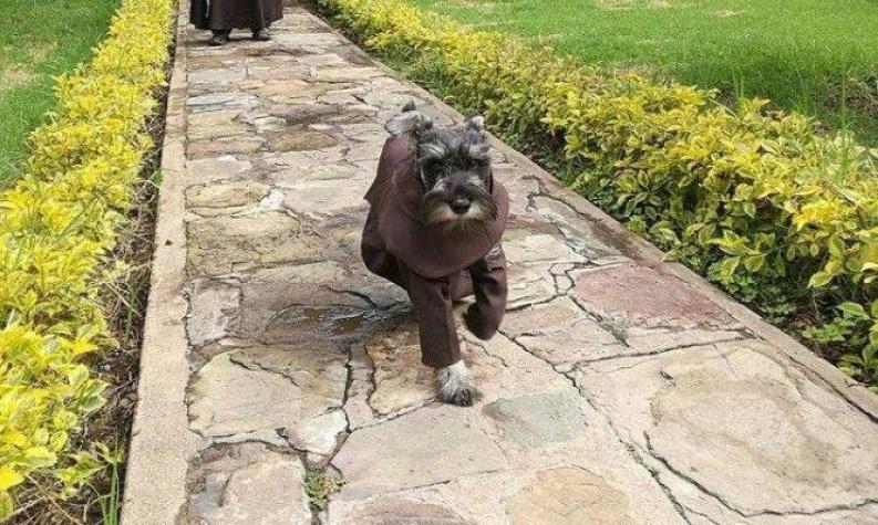 La historia del perro callejero que se convirtió en monje franciscano en Bolivia