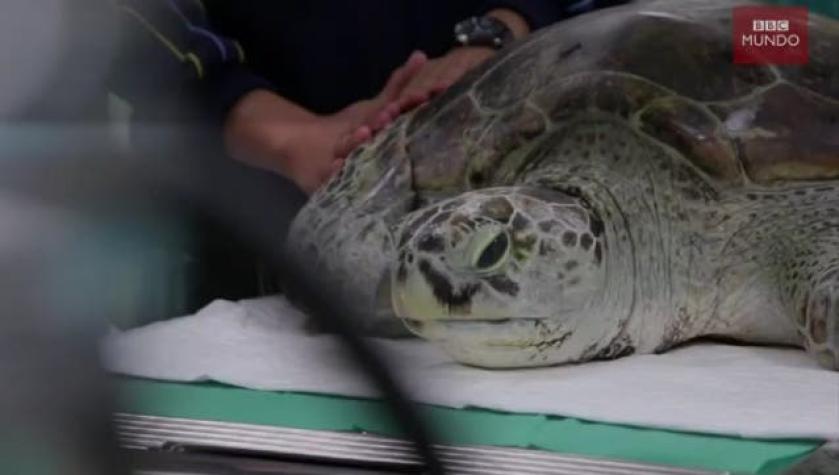 [VIDEO] La tortuga que se tragó casi 1.000 monedas que le tiraron turistas para tener buena suerte