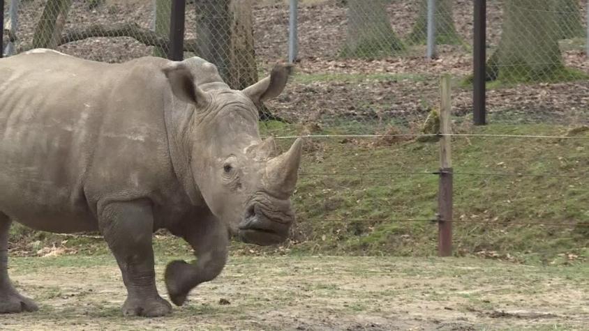[VIDEO] Se desata polémica por asesinato de rinoceronte en París