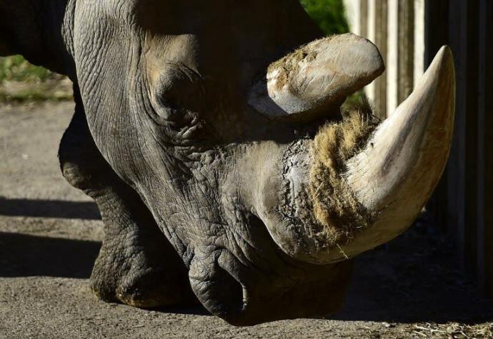 Bélgica: Zoológico acorta los cuernos de sus rinocerontes para evitar su robo