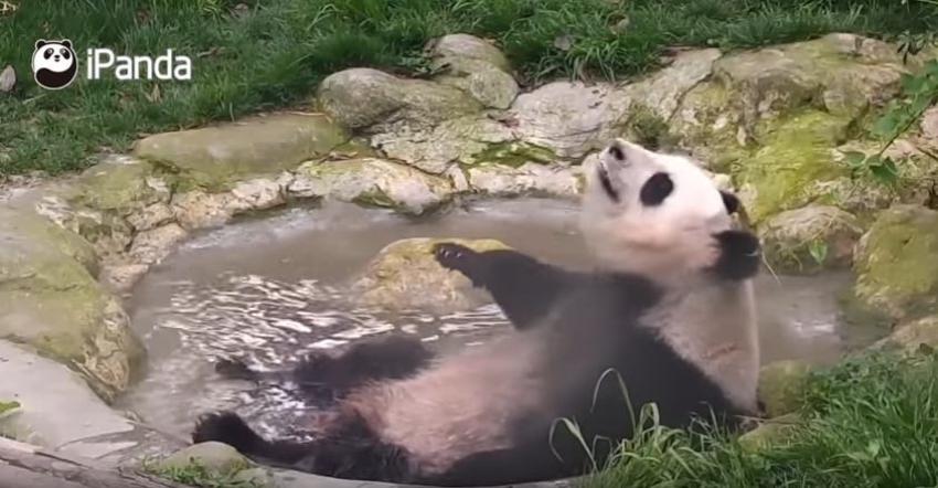 Video muestra el divertido momento en que unos pandas juegan en el agua