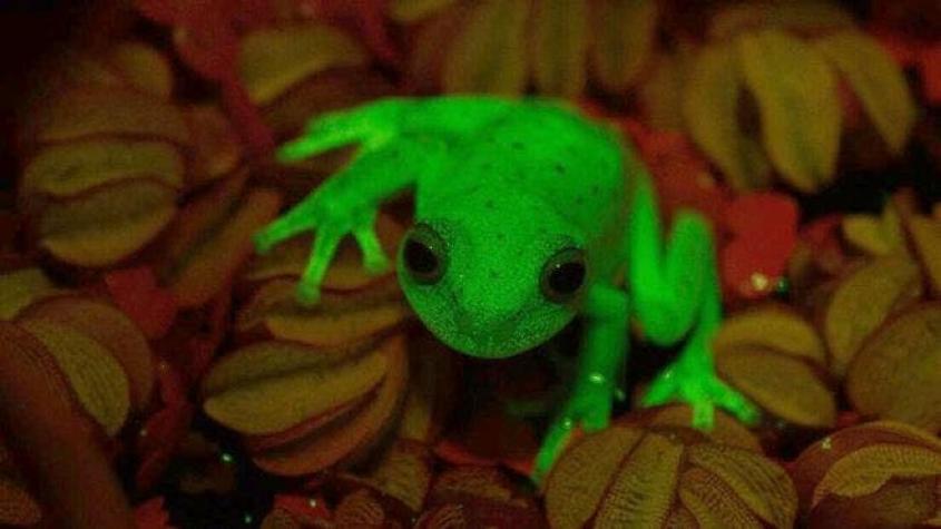 Así es la primera rana fluorescente descubierta en el mundo y que vive en Argentina