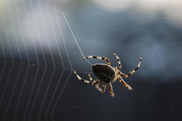 Las arañas comen más carne que los humanos
