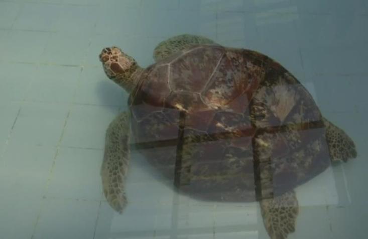 Fallece la tortuga tailandesa que se tragó centenares de monedas