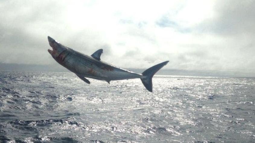 La Armada libera a cuatro tiburones atrapados por pescadores ilegales