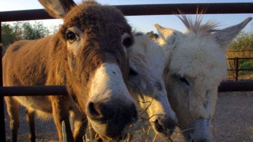 Ejiao, la exótica gelatina que "pone en peligro a los burros como especie"