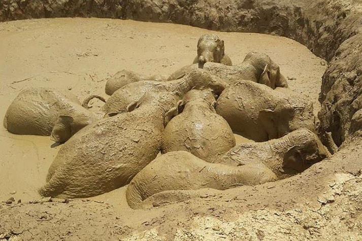 11 elefantes fueron rescatados desde un cráter en Camboya
