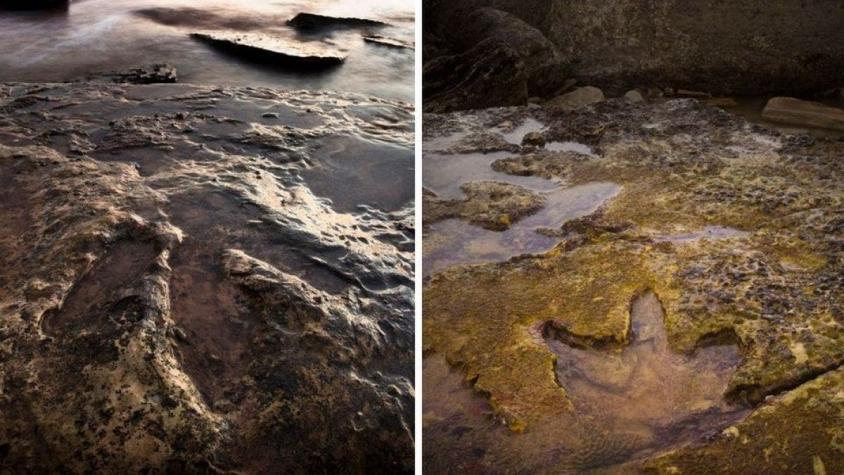 "El Parque Jurásico de Australia" donde gigantescas huellas de dinosaurio aparecen con marea baja