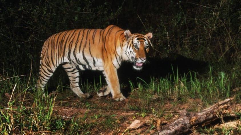 El sorpresivo avistamiento de una población de tigres que están al borde de la extinción