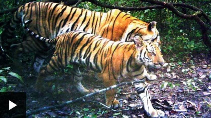 Los tigres de Indochina descubiertos por cámaras escondidas en Tailandia