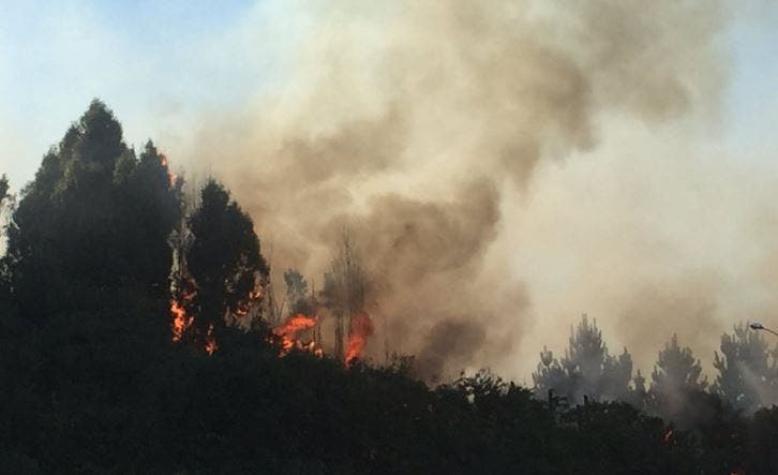 Onemi declara alerta roja en Valparaíso por incendio forestal