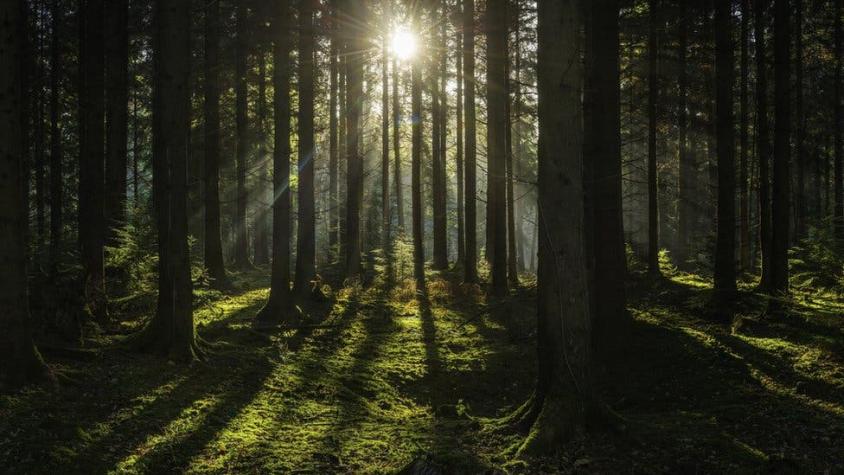 El bosque británico que permitirá saber cómo serán los árboles en el futuro