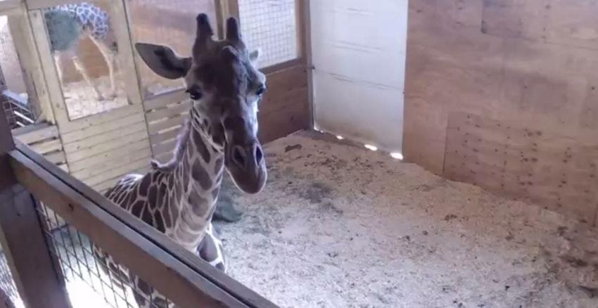 [EN VIVO]  Aquí puedes ver el parto de la jirafa April