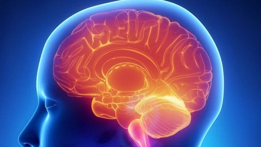 El fascinante estudio que reescribe lo que sabemos sobre cómo el cerebro humano crea los recuerdos