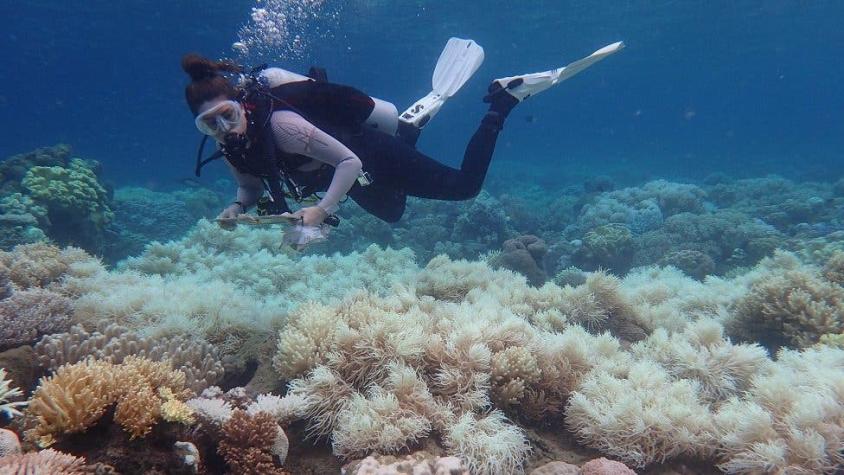 El daño "sin precedentes" de los arrecifes de la Gran Barrera de Coral de Australia