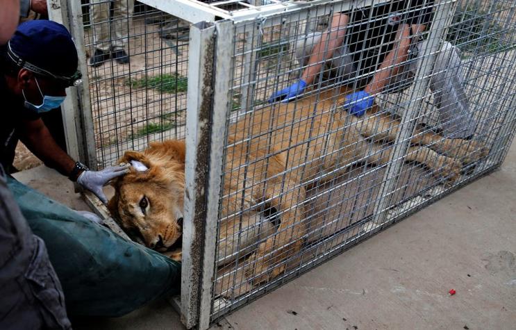 Rescatan a los dos últimos animales sobrevivientes del bombardeado Zoo de Mosul