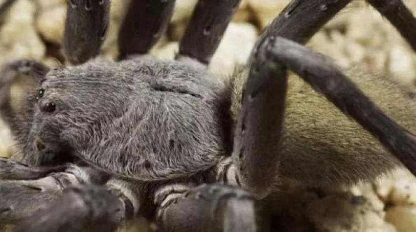 El nuevo y enorme tipo de araña que descubrieron en México