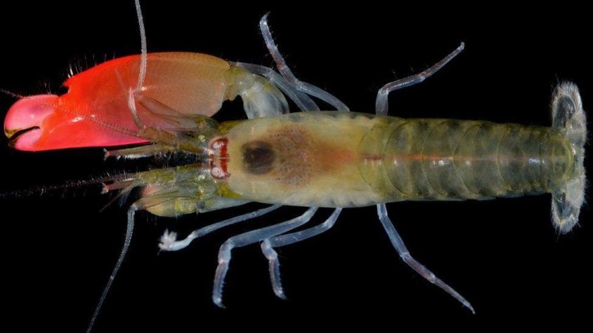 El camarón "pinkfloydi" que puede matar peces con su ruido