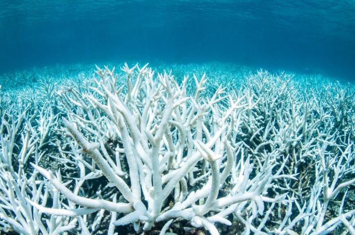 Arrecifes en peligro: ¿podremos salvarlos?