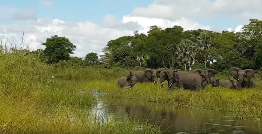 [VIDEO] El momento exacto en que un cocodrilo muerde la trompa de un elefante en Malawi