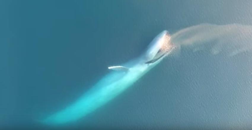 Dron capta sorprendentes imágenes del comportamiento de una ballena