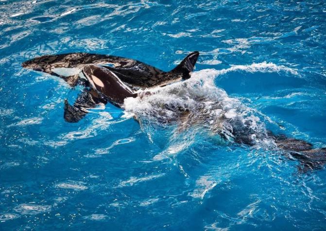 Nace la última orca en cautiverio dentro del parque temático SeaWorld