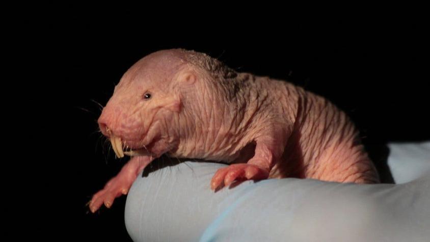 El mamífero más extraño del mundo capaz de sobrevivir hasta 18 minutos sin oxígeno