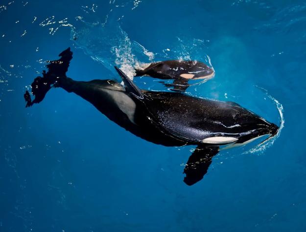 [VIDEO] El nacimiento de la última orca en cautiverio en SeaWorld