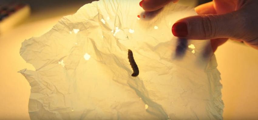 Descubren una oruga que puede degradar 1.400 veces más rápido las bolsas de plástico