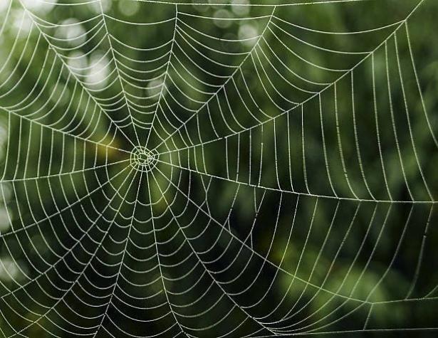 Una araña mexicana sorprende a expertos por su gran tamaño