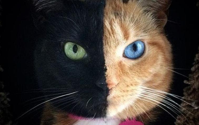 Venus: La famosa gata de dos caras que cuenta con más de un millón de seguidores en Instagram