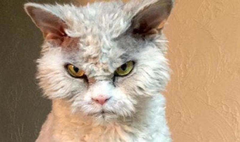 Albert: el gato "gruñón" que cuenta con más de 136 mil seguidores en Instagram