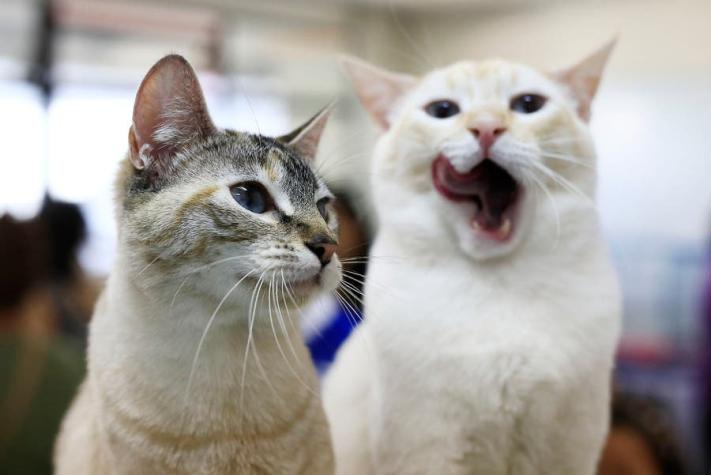 Atención CatLovers: Clínica veterinaria busca "abrazadores de gatos"