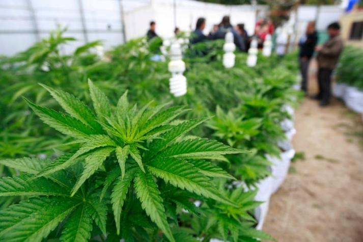 Comienza venta de fármacos a base de cannabinoides en Chile