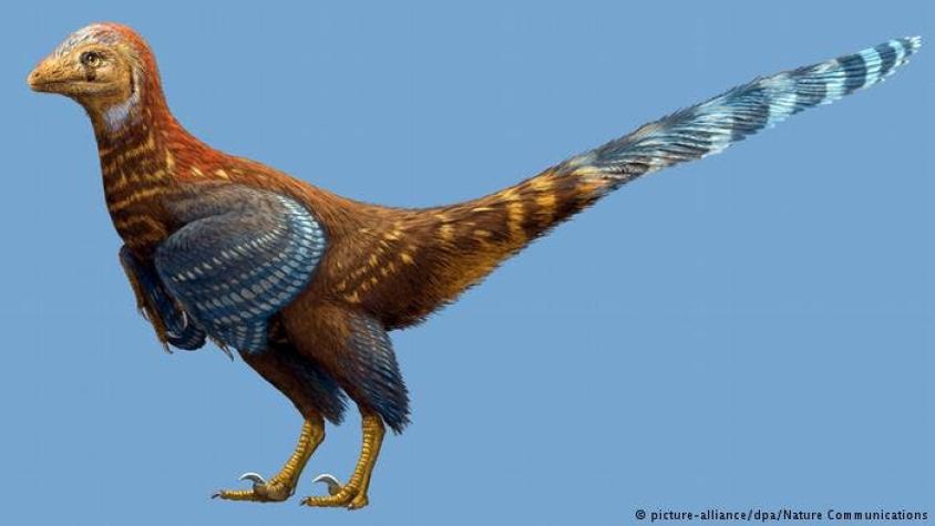 China: descubren fósil de nueva especie de dinosaurio con plumas