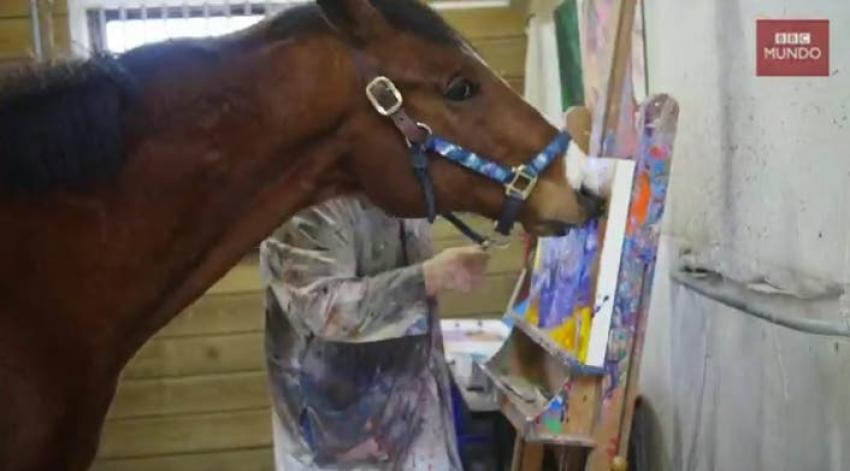 [VIDEO] Metro: el caballo que financia su tratamiento médico con sus "obras de arte"