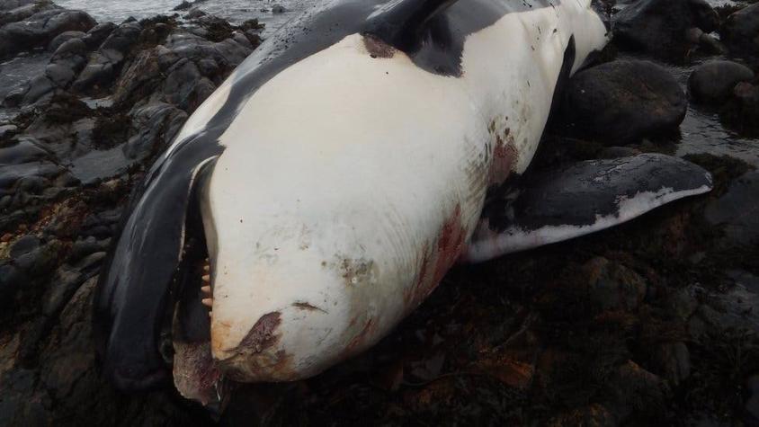 Un contaminante prohibido hace más de 40 años fue hallado en una ballena orca