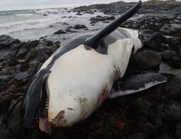 Los exorbitantes niveles de un contaminante prohibido encontrados dentro de una ballena orca