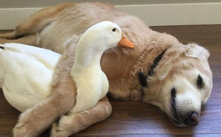 La insólita y bella amistad de un pato y un perro