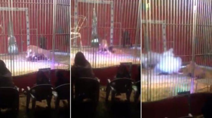 [VIDEO] Un león casi devora a su domador en circo de Francia