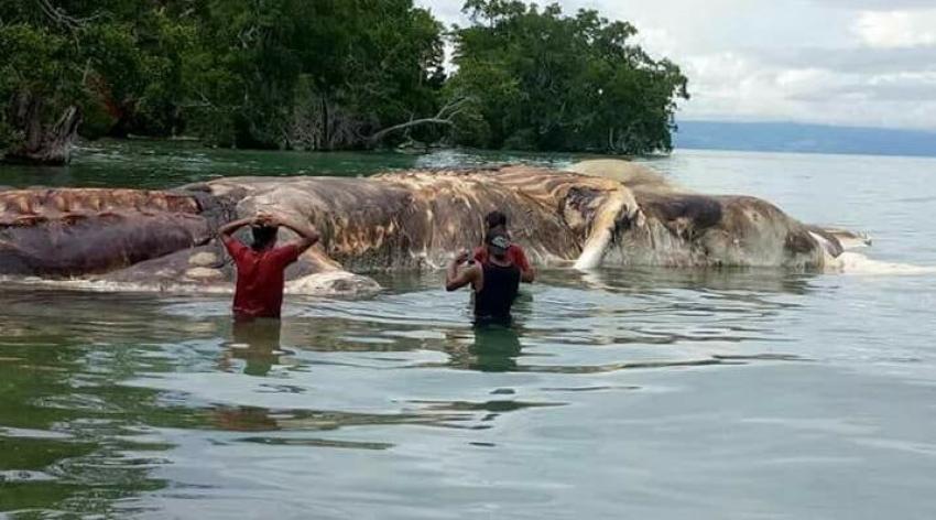 La gigantesca criatura marina que intriga a los habitantes de Indonesia