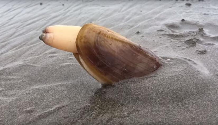 El extraño video de una almeja cavando en la arena que invade las redes sociales
