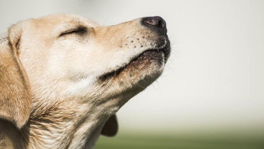 Por qué nuestro sentido del olfato es tan bueno como el de los perros o los ratones